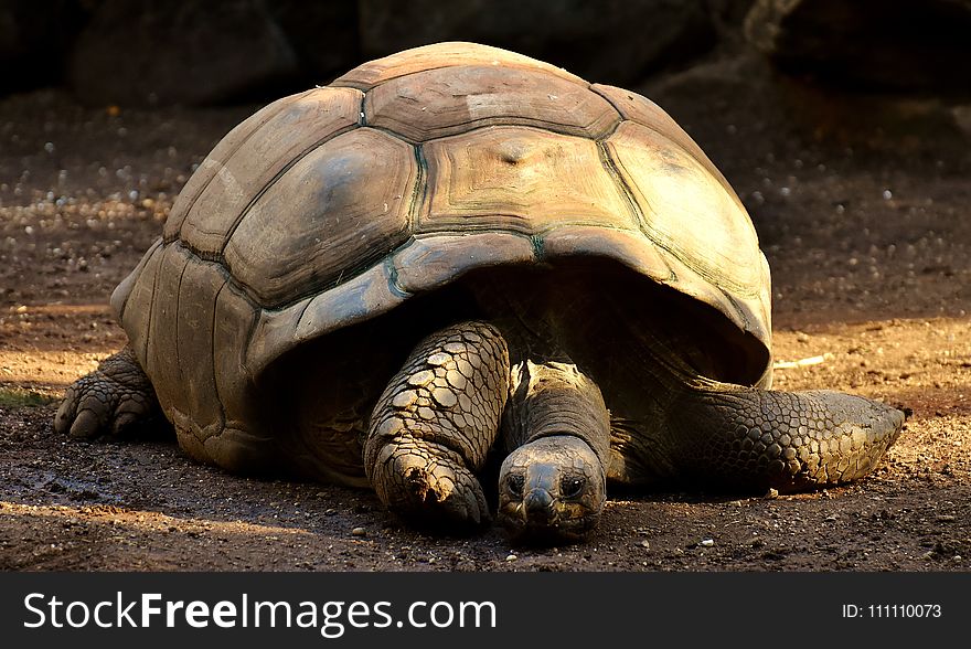 Tortoise, Turtle, Terrestrial Animal, Reptile