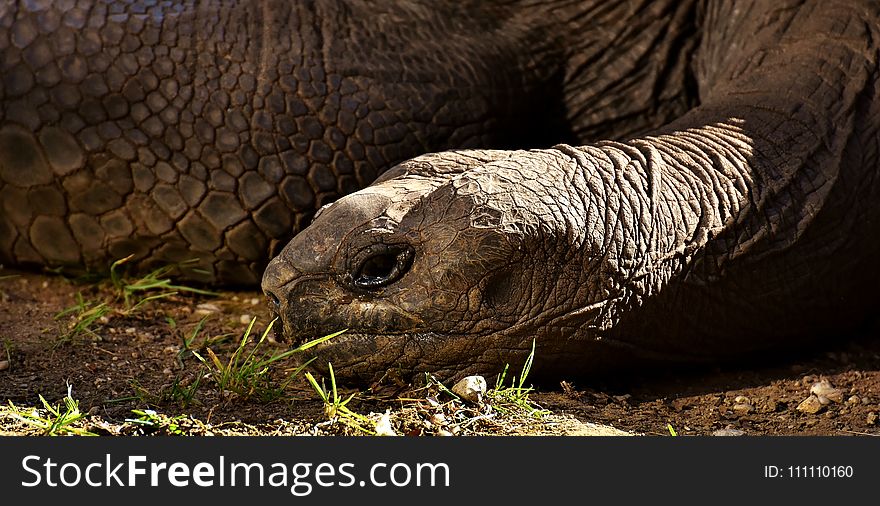 Tortoise, Terrestrial Animal, Turtle, Fauna