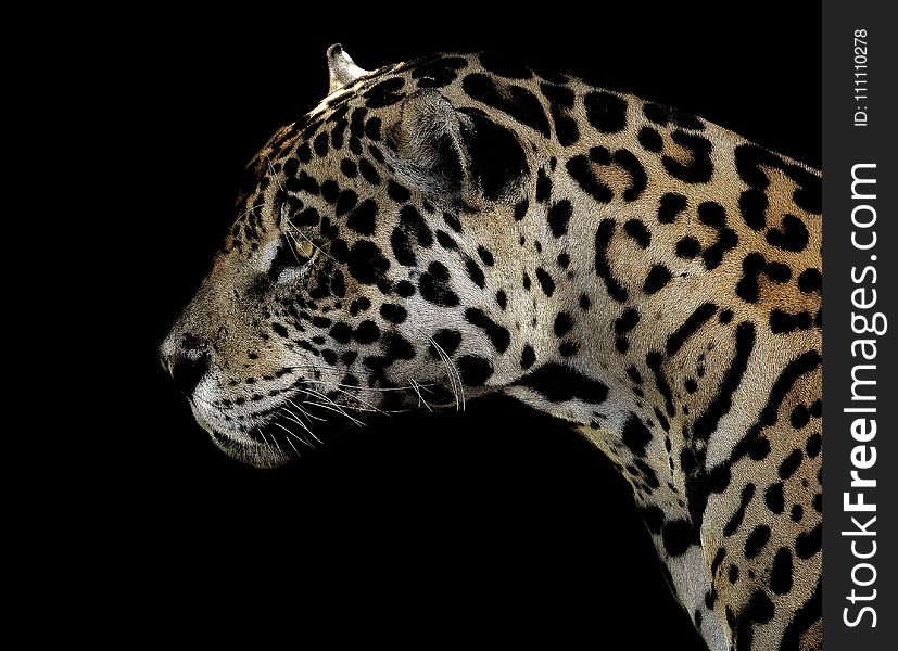 Jaguar, Terrestrial Animal, Wildlife, Leopard