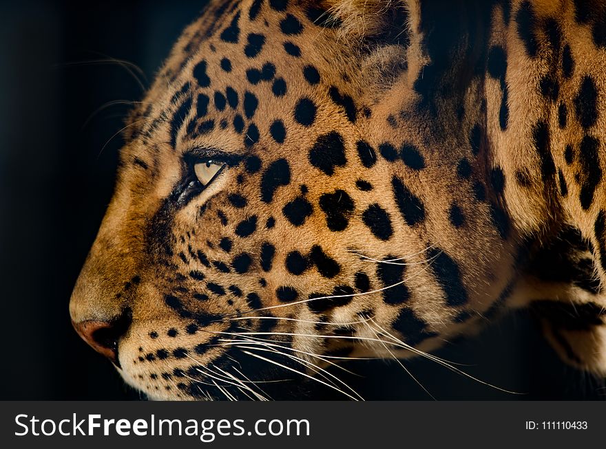 Wildlife, Leopard, Jaguar, Mammal