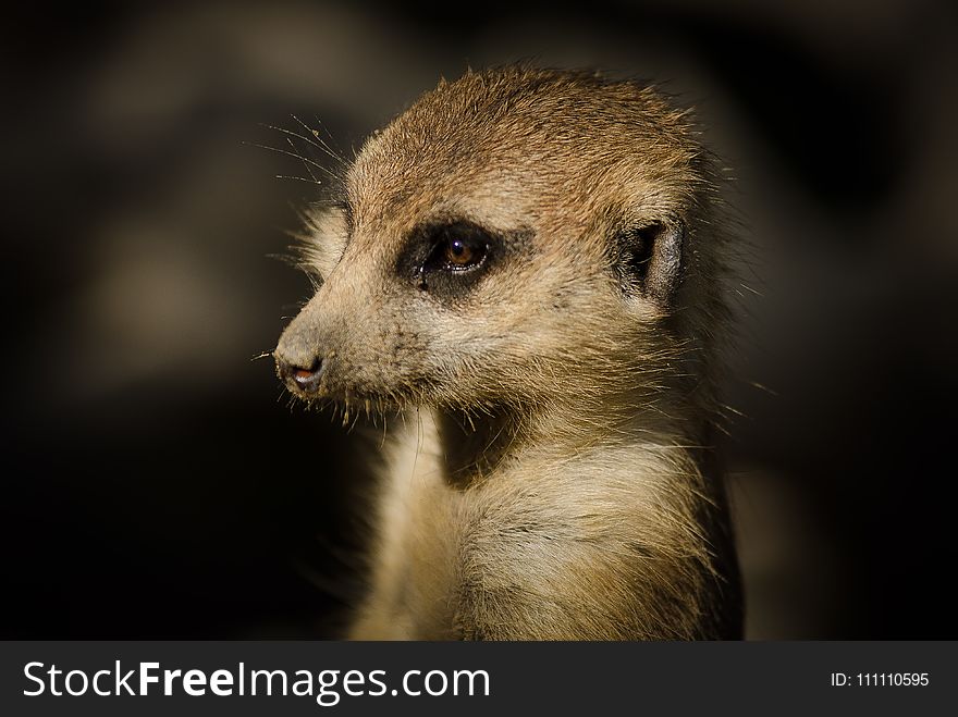Meerkat, Mammal, Fauna, Whiskers