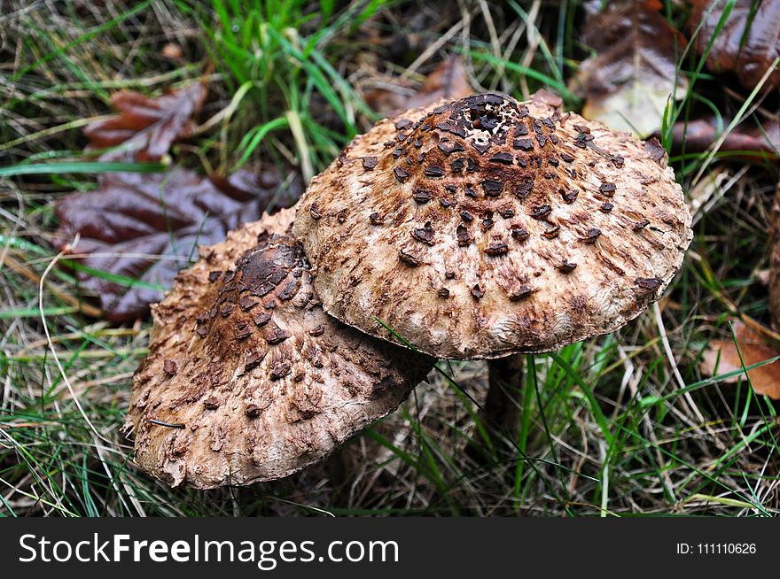 Fungus, Mushroom, Agaricaceae, Edible Mushroom