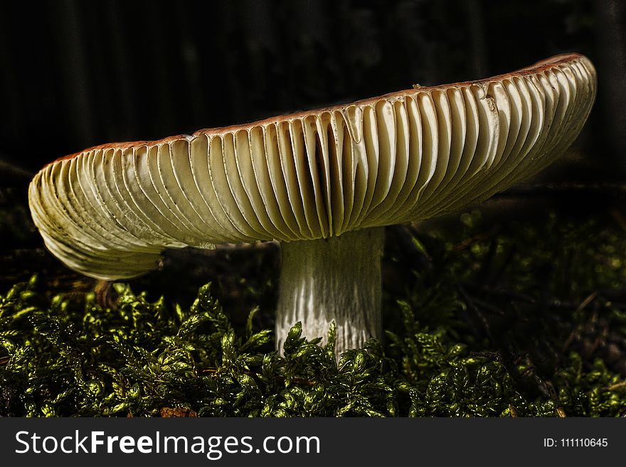 Fungus, Mushroom, Edible Mushroom, Macro Photography