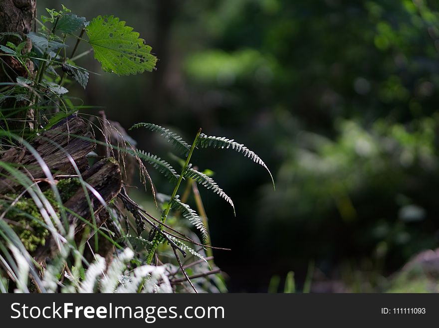 Vegetation, Ecosystem, Flora, Leaf