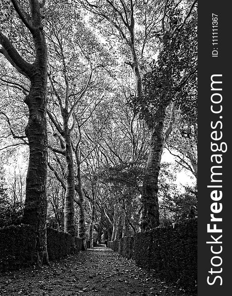 Tree, Woodland, Branch, Black And White
