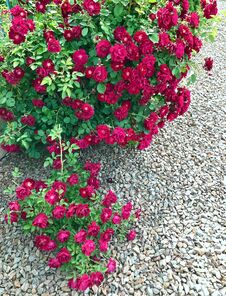 Red Rose Bush In Frontyard Garden Royalty Free Stock Photos Red Rose Bush In Frontyard Garden Royalty Free Stock Photos