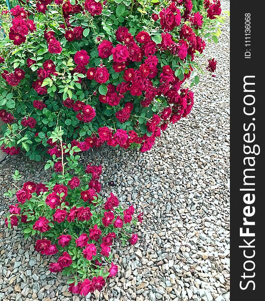 Bright wild red roses in typical garden flowerbed. Bright wild red roses in typical garden flowerbed