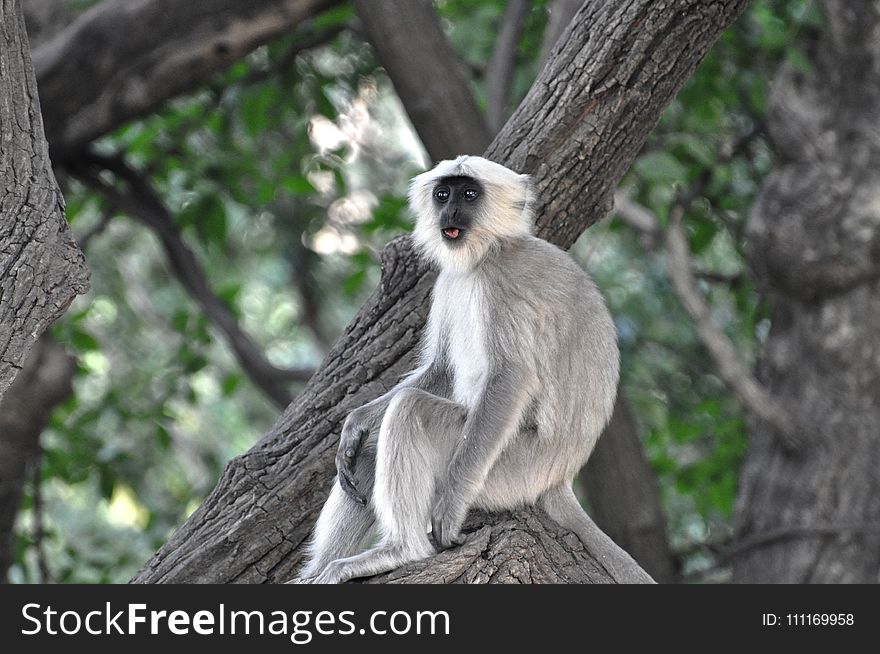 Grey and White Monkey on Tree Branch