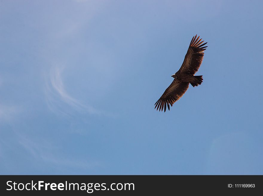 Falcon on Flight