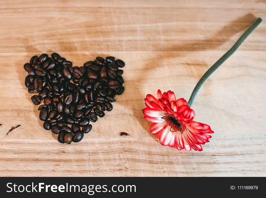 Photo of Red Petaled Flower Near Coffee Beans