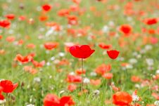 Beautiful Background Of Meadow Flowers And Red Poppies Royalty Free Stock Image