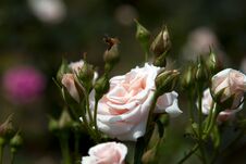 Delicate White Rose Close-up With A Bee Stock Images Delicate White Rose Close-up With A Bee Stock Images