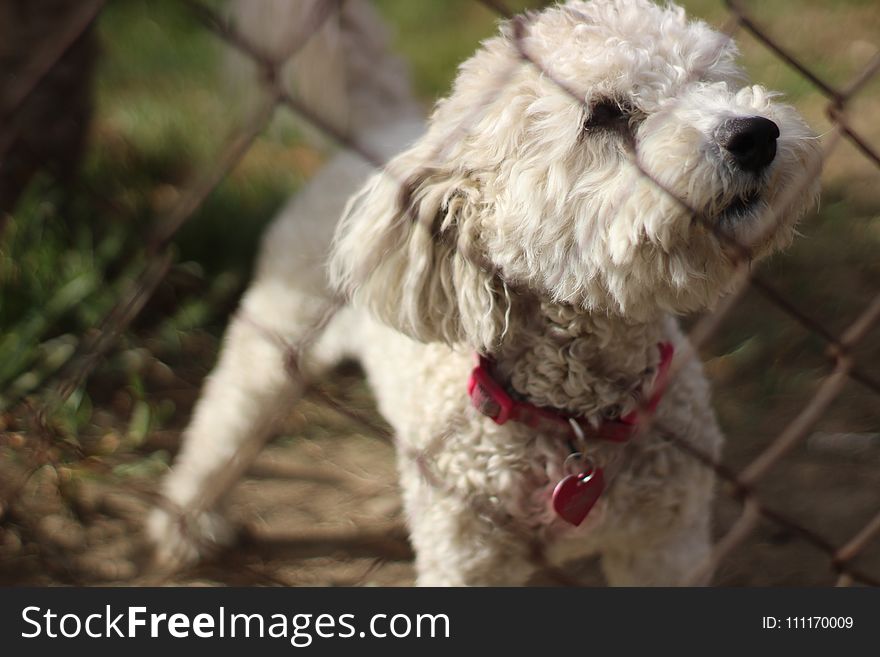Selective Focus Photo of Adult White Toy Poodle in Front of Chain Link Fence