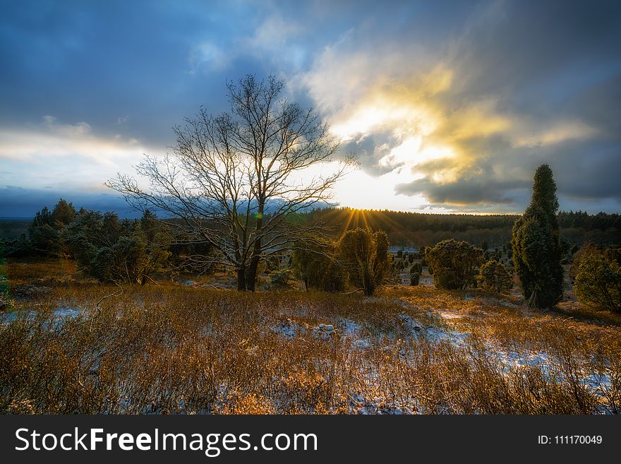 Bare Tree Surrounded by Green Tree during Sunrise