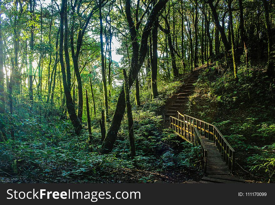 Brown Stair Between Trees