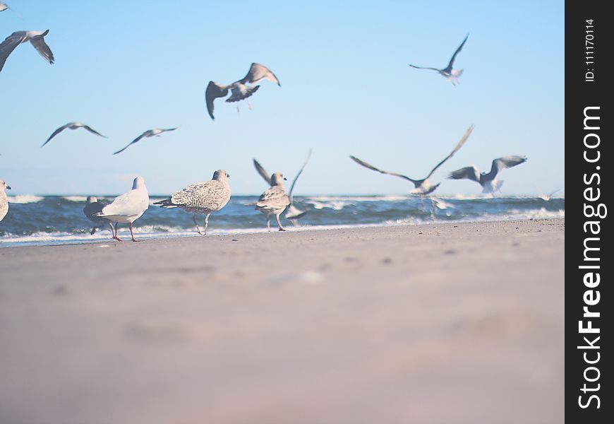 Flock of Gulls on Shore Near Ocean at Daytime