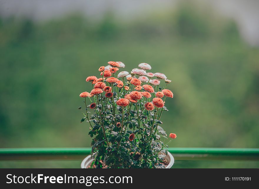 Selective Focus Photography of Orange Petaled Flowers
