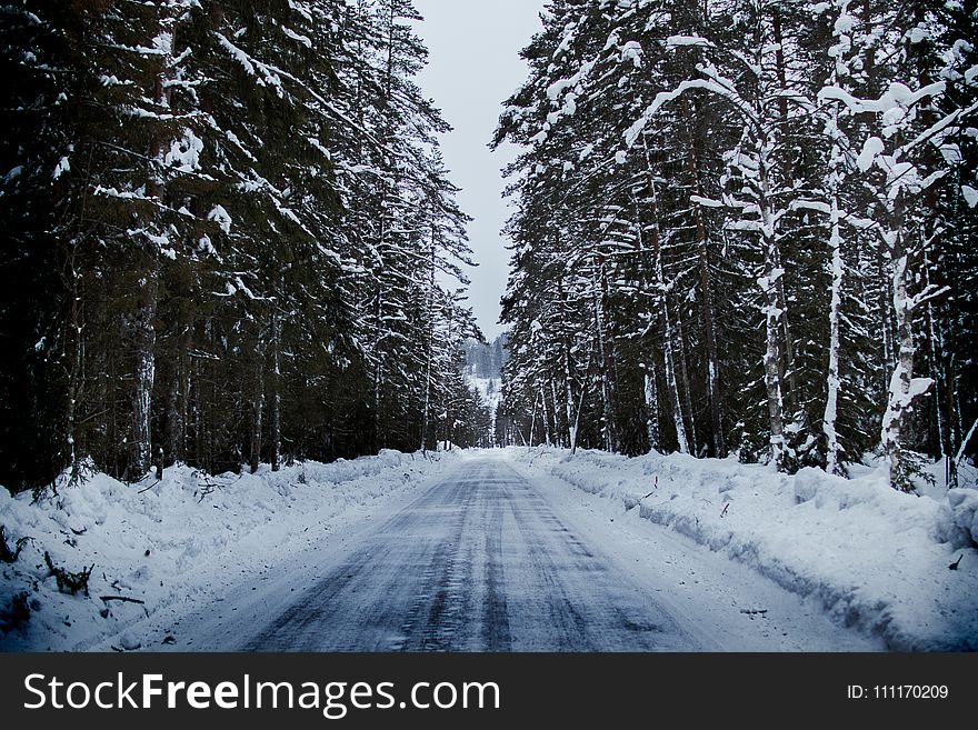 Snowy Road Between Trees