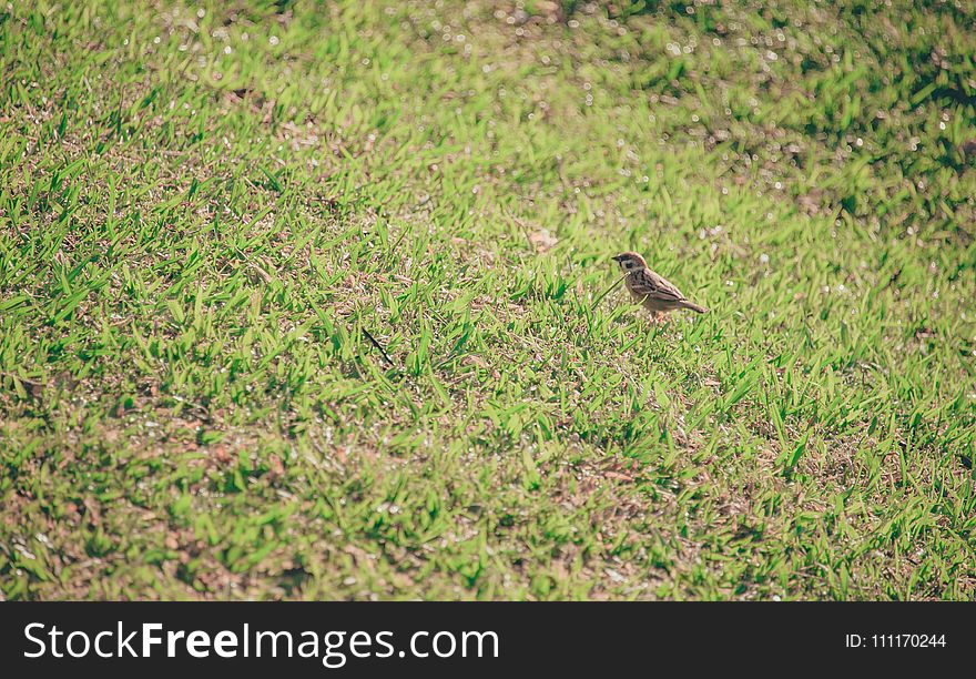 Brown Bird On Grass Lawn