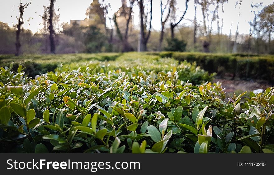 Photo of Green Plants Near Leafless Tree