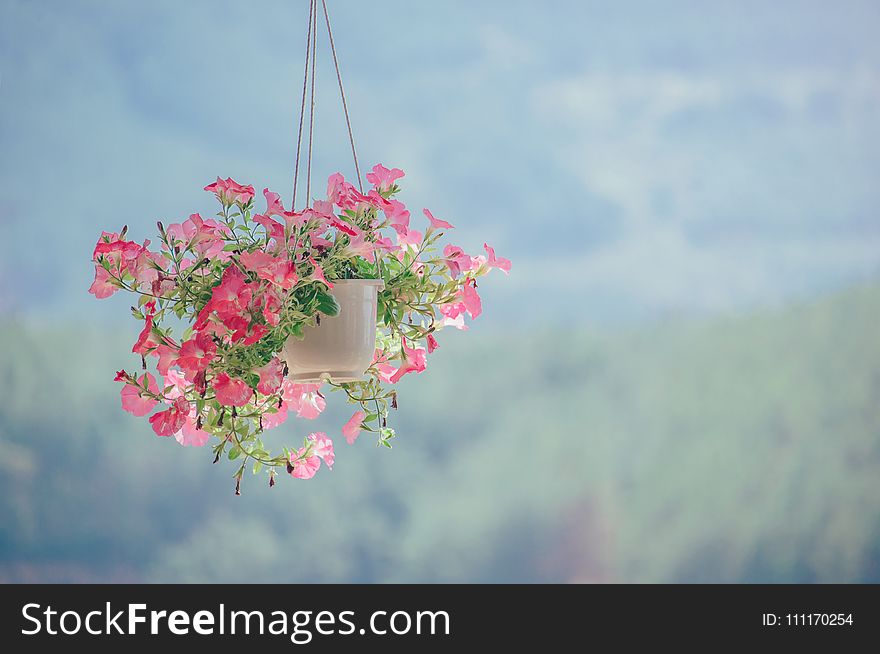 Pink Petaled Flower Plant Inside White Hanging Pot