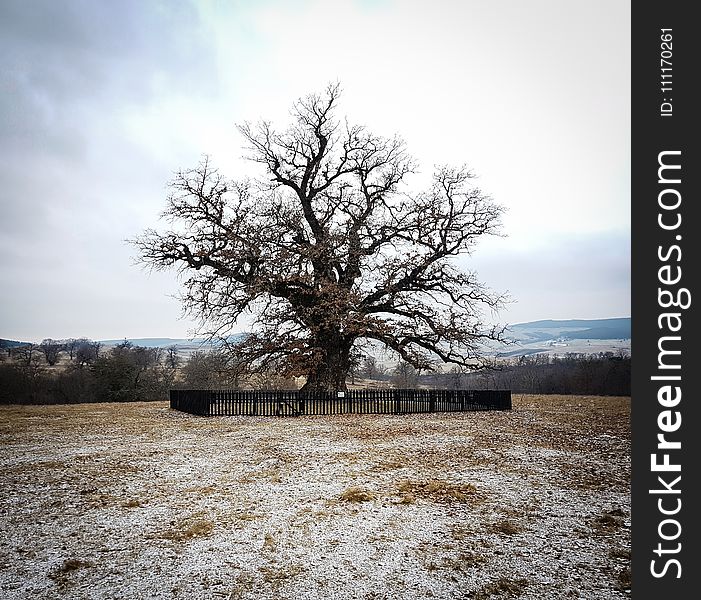 Bare Tree With Black Metal Fence