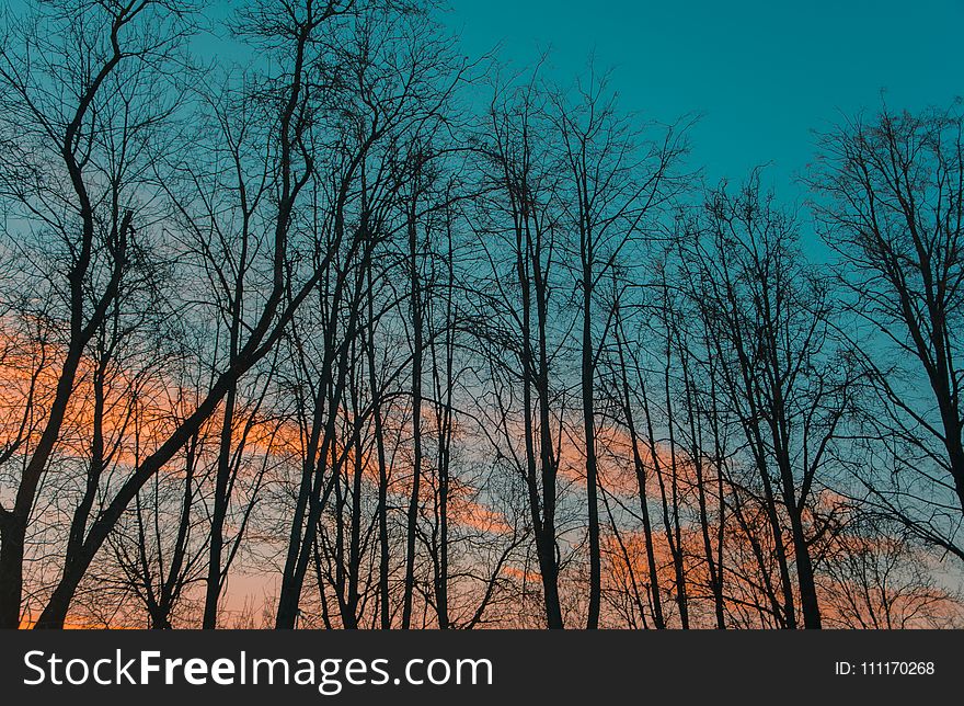 Photography of Leafless Trees during Golden Hour