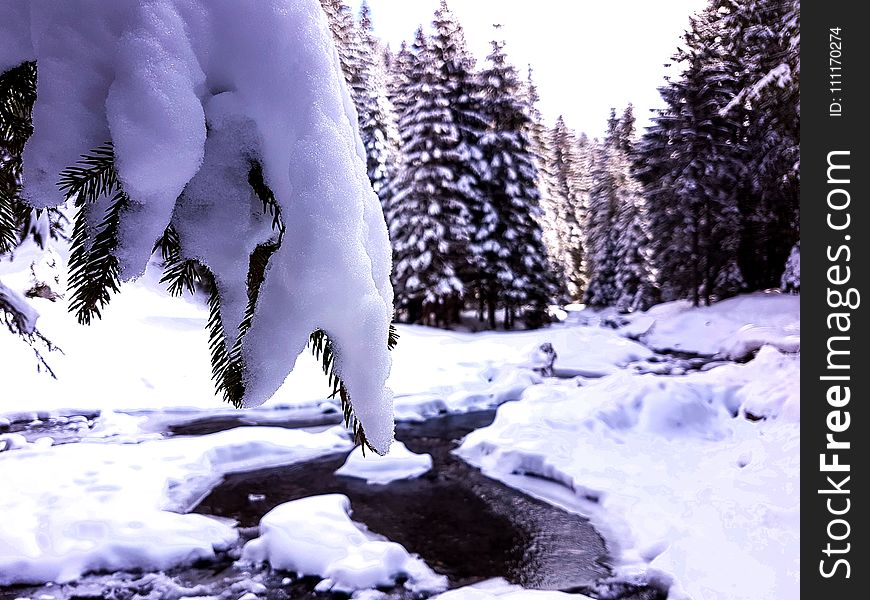 Snow Covering Trees