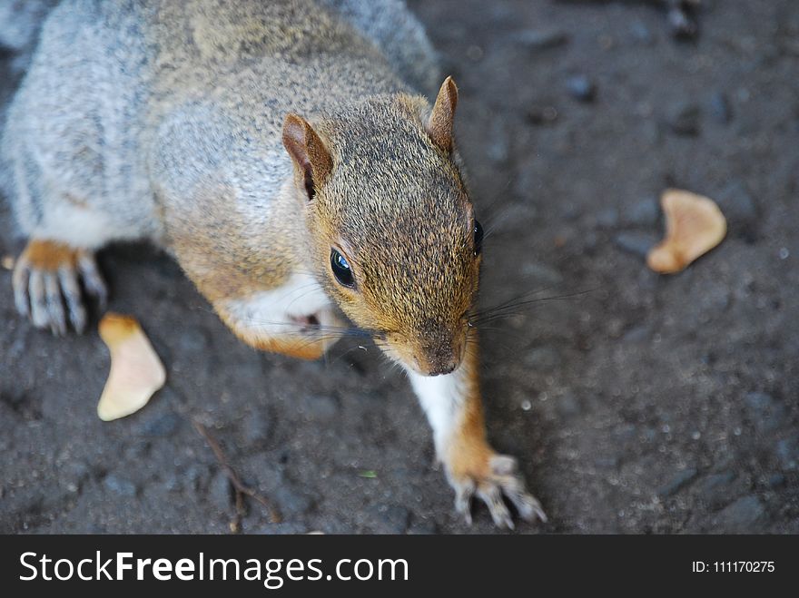 Brown And Black Squirrel