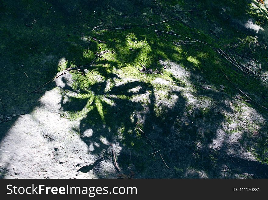 Green Grass Field