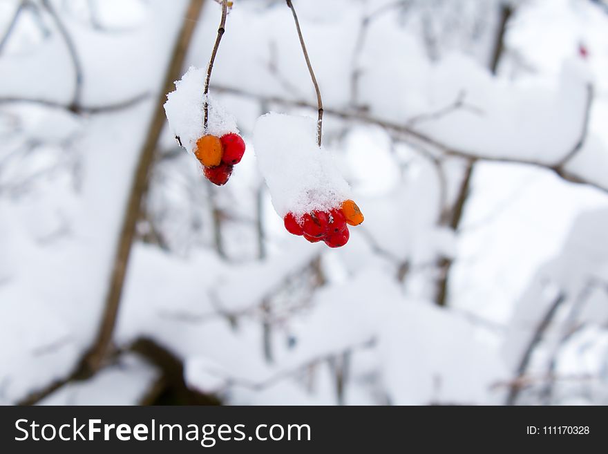 Bokeh Shot of Red Fruit With Snow