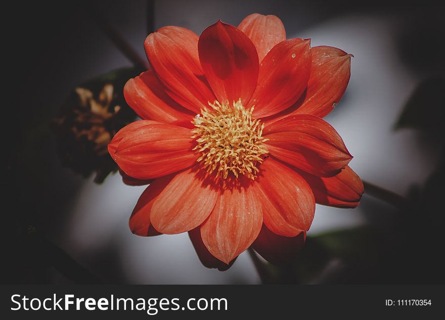 High Angle Photography of Red Daisy Flower