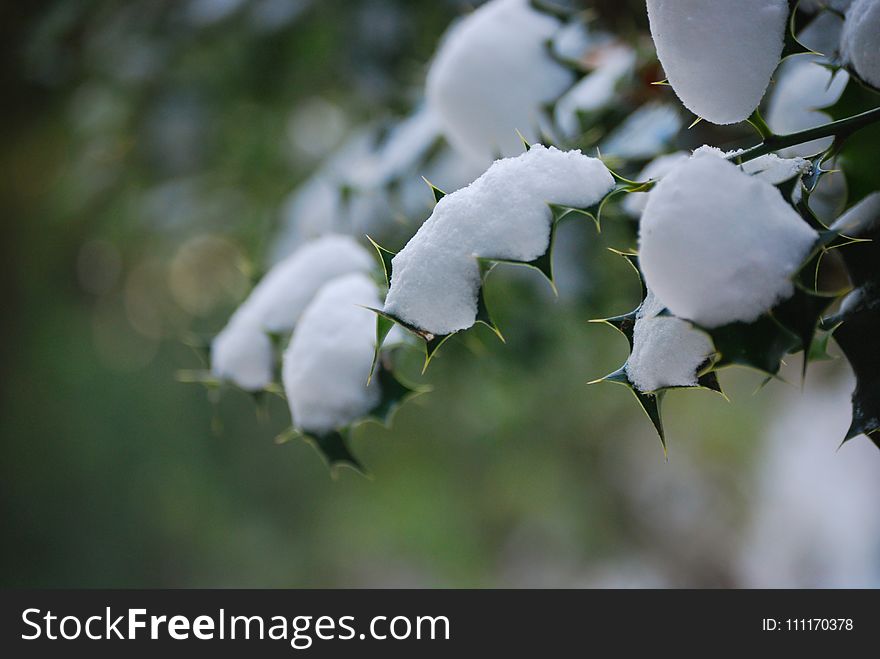 Green Leaves With Snow in Closup Photography