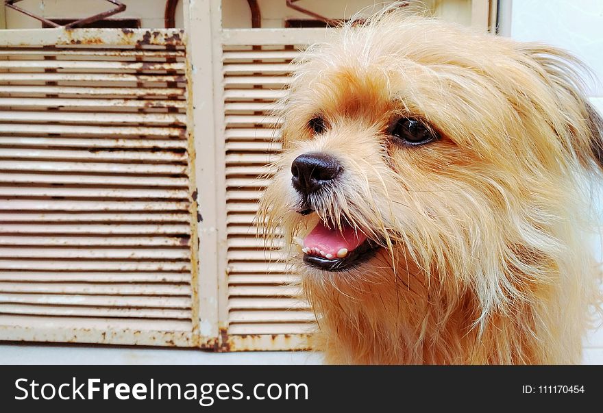 Small Long-coated Fawn Dog On Focus Photo