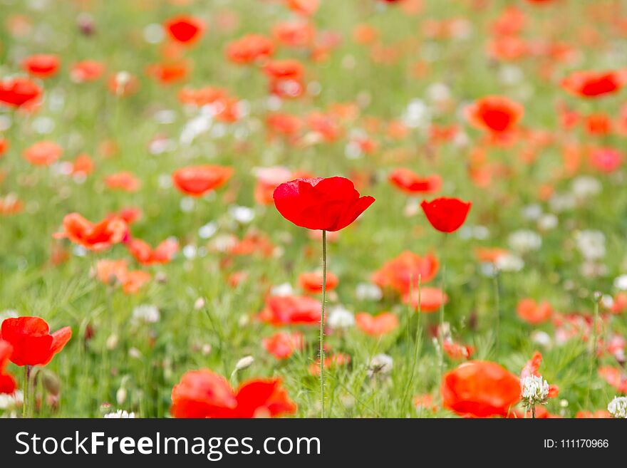 Beautiful background of meadow flowers and red poppies