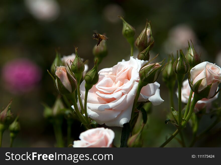 Delicate White Rose Close-up With A Bee