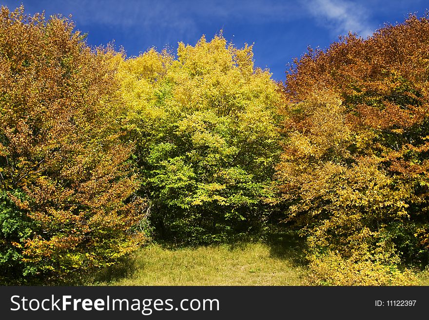 Colorful autumn leaves in forest