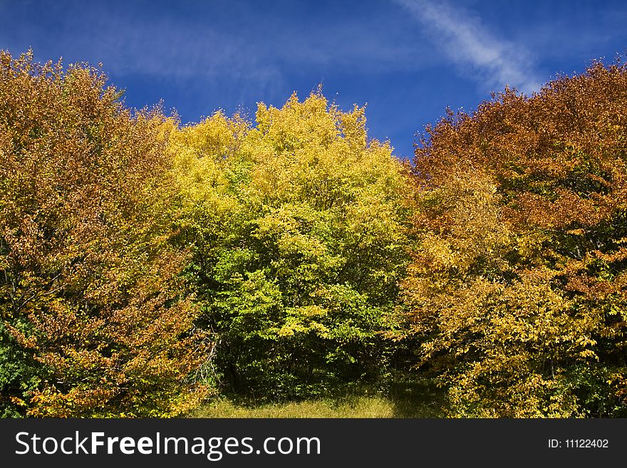 Colorful autumn leaves in forest