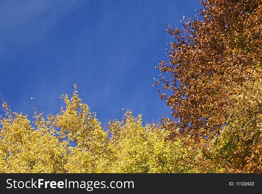 Colorful autumn leaves in forest