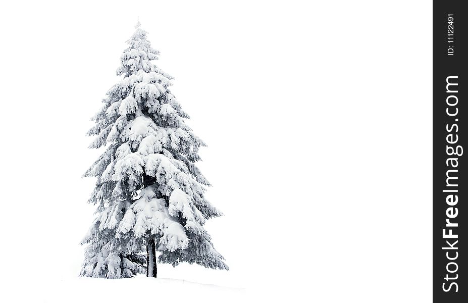 Snowy pine isolated on white