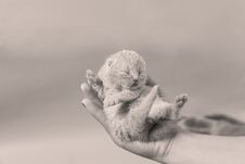 Kitten In Hand, British Shorthair Stock Photography