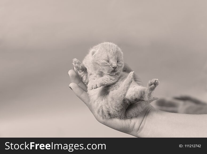 Cute small one day old baby cat in a woman hand, first day of life British Shorthair kitten. Cute small one day old baby cat in a woman hand, first day of life British Shorthair kitten