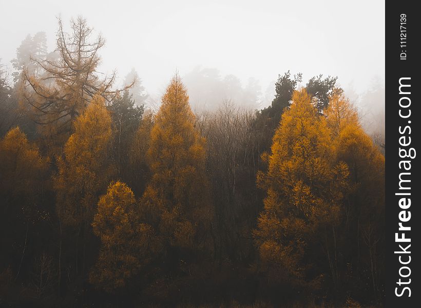 Green Trees With Fogs