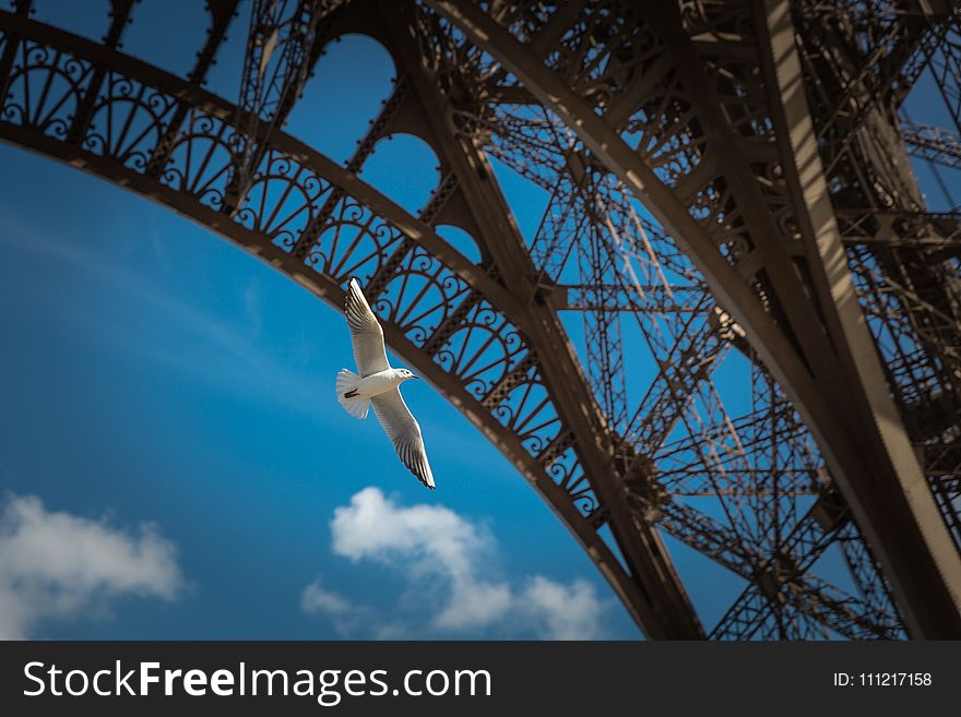 White Dove Flying