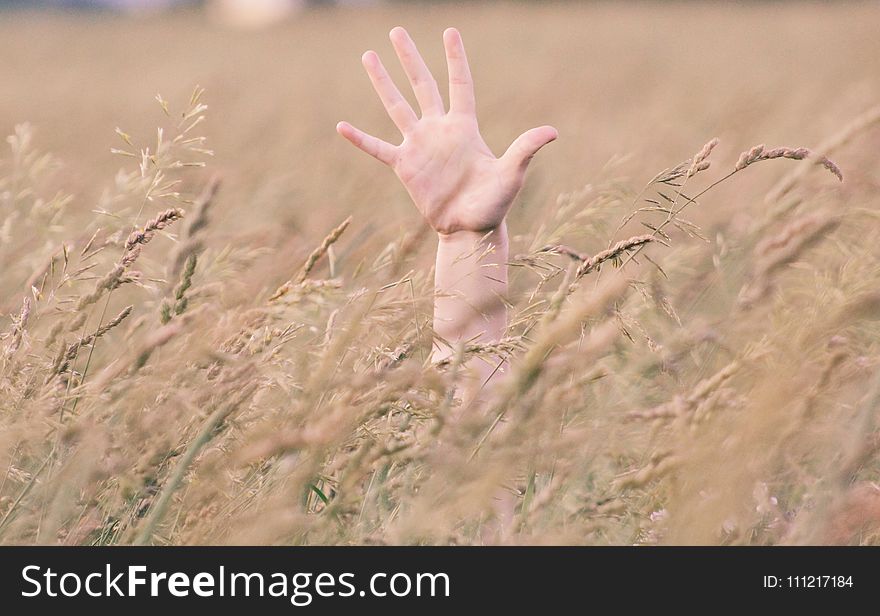 Photo of Person&#x27;s Right Hand in Field