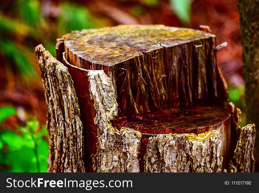 Tilt Shift Photo Of Log