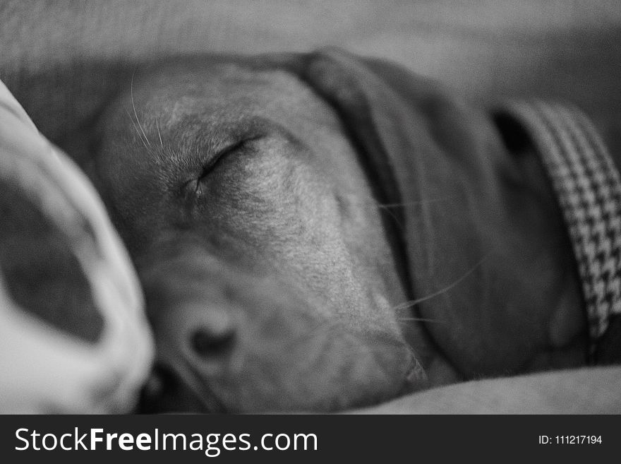 Grayscale Photo Of Dog Sleeping