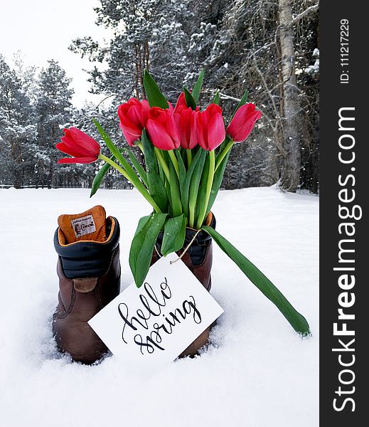 Red Flower Bouquet on Brown Leather Boots during Snow Weather