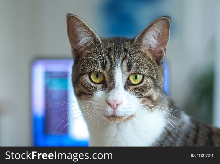 Shallow Focus Photography of Silver Tabby Cat