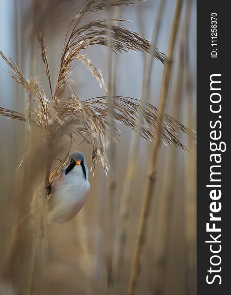 Male Bearded Reedling In Its Habitat, Clinging To Reeds